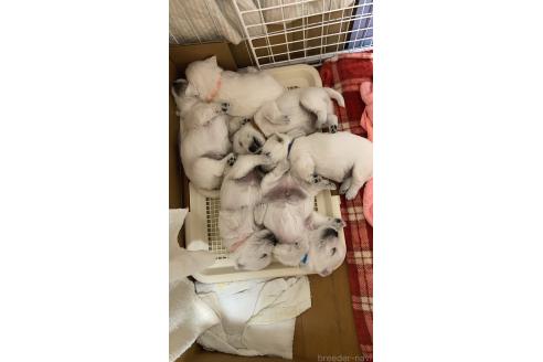 成約済の東京都のウエストハイランドホワイトテリア(ウエスティ)-378473の8枚目