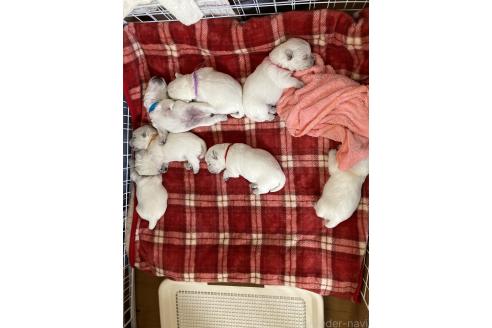 成約済の東京都のウエストハイランドホワイトテリア(ウエスティ)-378473の4枚目