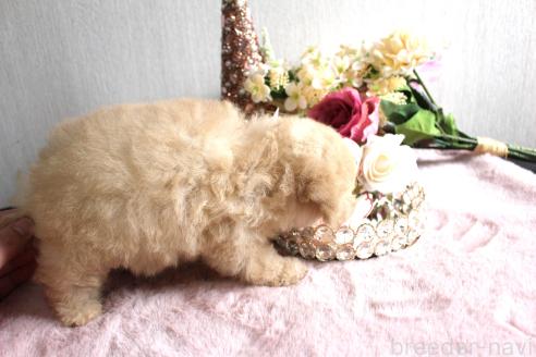 成約済の茨城県のタイニープードル-378478の2枚目