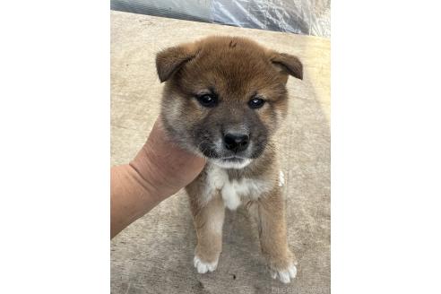 成約済の広島県の柴犬-378496の3枚目