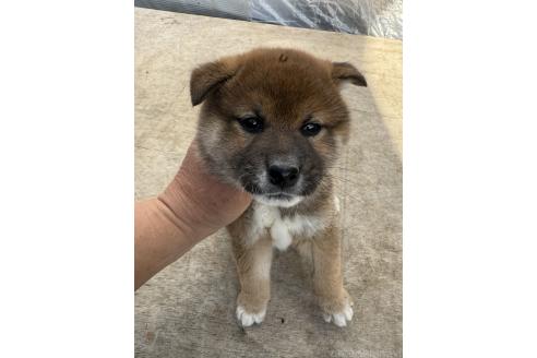 成約済の広島県の柴犬-378496の2枚目