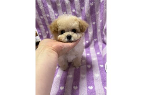 成約済の山形県のビションプー:ビションフリーゼ×トイプードル-366279の2枚目