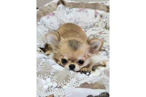 販売中の神奈川県のチワワ(ロングコート)-351079の4枚目