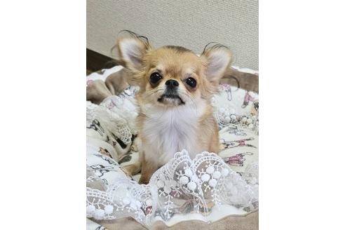 販売中の神奈川県のチワワ(ロングコート)-351079の3枚目