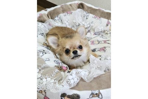 販売中の神奈川県のチワワ(ロングコート)-351079の2枚目