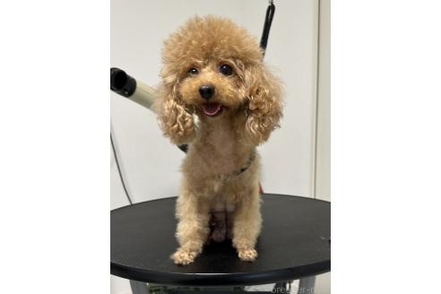 ショコラちゃん1枚目