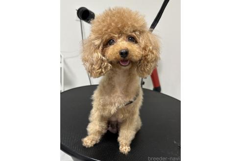 ショコラちゃん1枚目