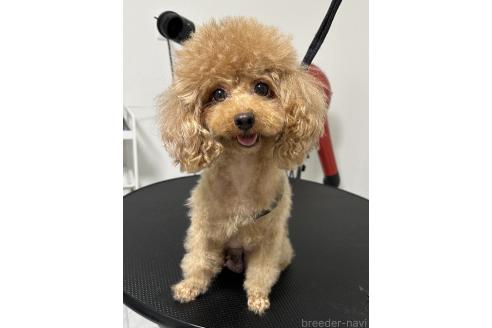 ショコラちゃん1枚目