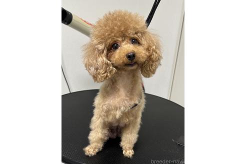 ショコラちゃん1枚目