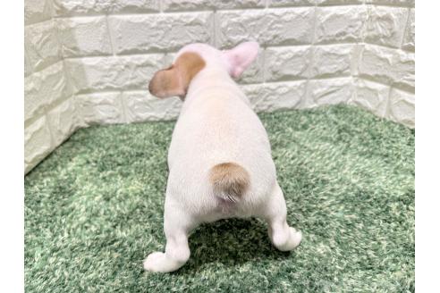 成約済の愛知県のフレンチブルドッグ-378501の2枚目