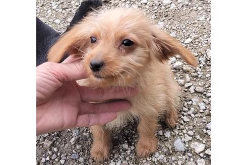 成約済の岐阜県のミックス犬-378498の2枚目