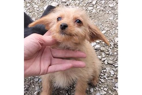 成約済の岐阜県のミックス犬-378498の1枚目