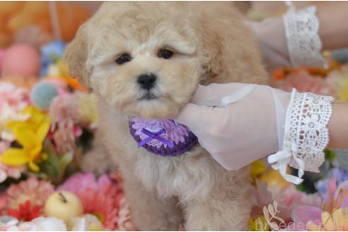 成約済の埼玉県のミックス犬-378502の10枚目