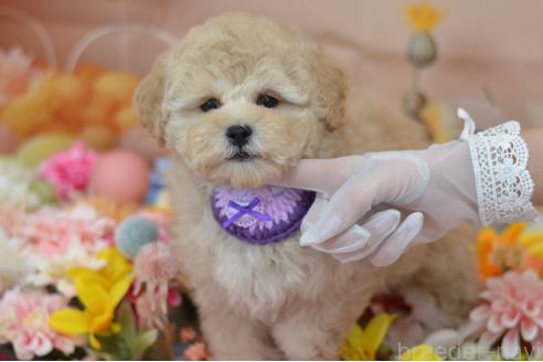 成約済の埼玉県のミックス犬-378502の9枚目
