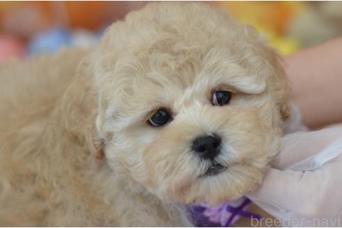 成約済の埼玉県のミックス犬-378502の6枚目