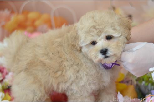成約済の埼玉県のミックス犬-378502の5枚目