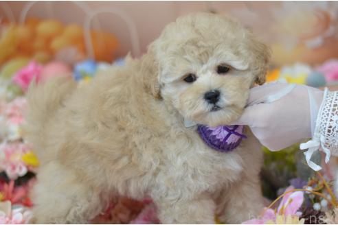 成約済の埼玉県のミックス犬-378502の4枚目