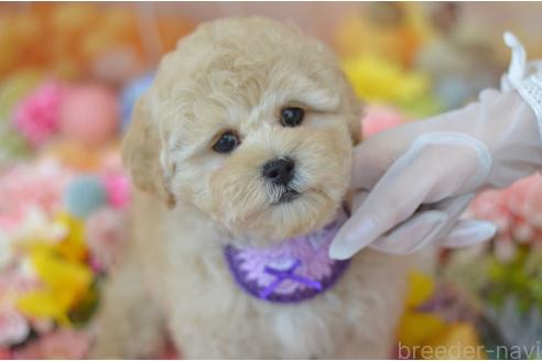 成約済の埼玉県のミックス犬-378502の2枚目