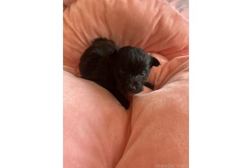 成約済の埼玉県のミックス犬-378519の3枚目