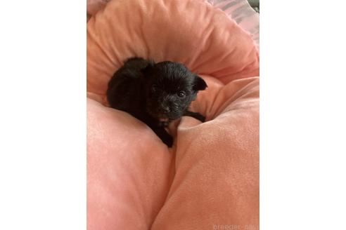 成約済の埼玉県のミックス犬-378519の2枚目
