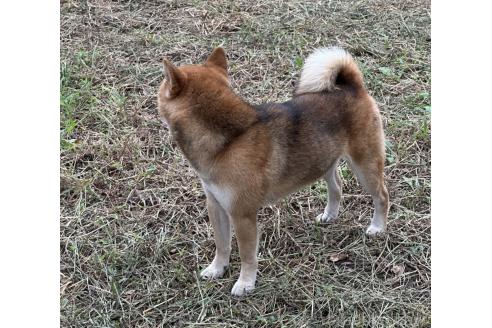 販売中の茨城県の柴犬-378523の13枚目