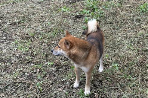 販売中の茨城県の柴犬-378523の12枚目