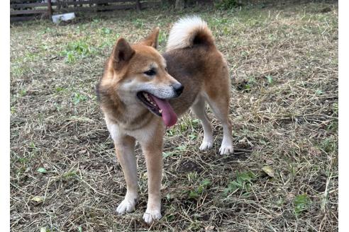 販売中の茨城県の柴犬-378523の11枚目