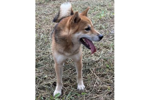 販売中の茨城県の柴犬-378523の10枚目