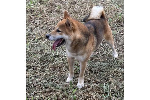 販売中の茨城県の柴犬-378523の9枚目