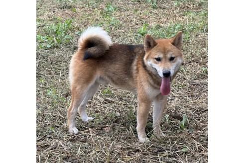 販売中の茨城県の柴犬-378523の8枚目