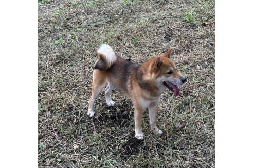 販売中の茨城県の柴犬-378523の7枚目