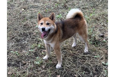 販売中の茨城県の柴犬-378523の6枚目