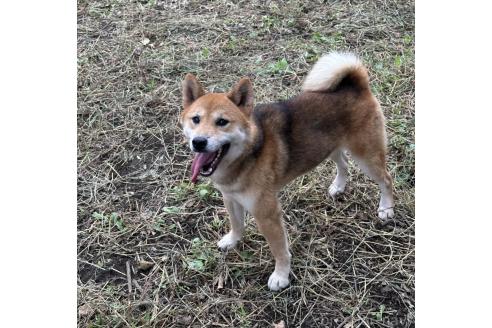 販売中の茨城県の柴犬-378523の5枚目