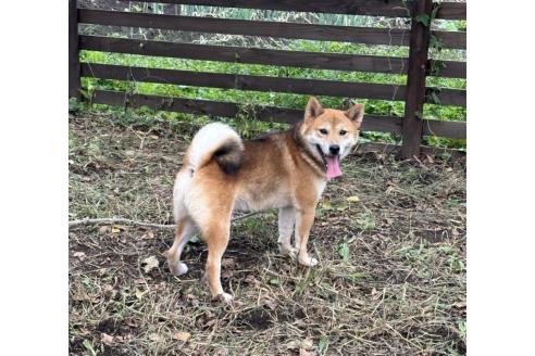 販売中の茨城県の柴犬-378523の3枚目