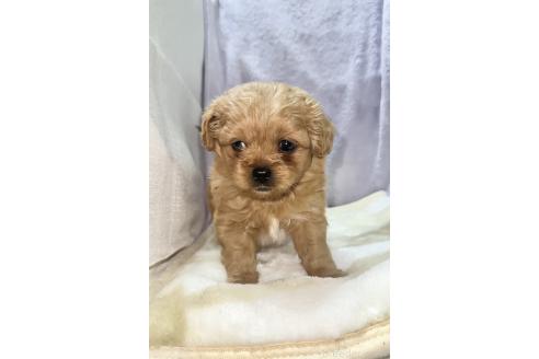 販売中の神奈川県のミックス犬-378529の4枚目