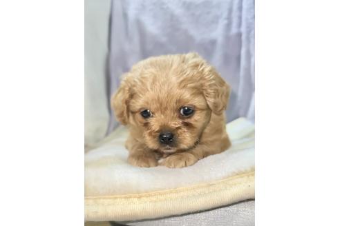 販売中の神奈川県のミックス犬-378529の3枚目