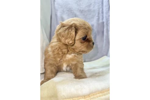 販売中の神奈川県のミックス犬-378529の2枚目