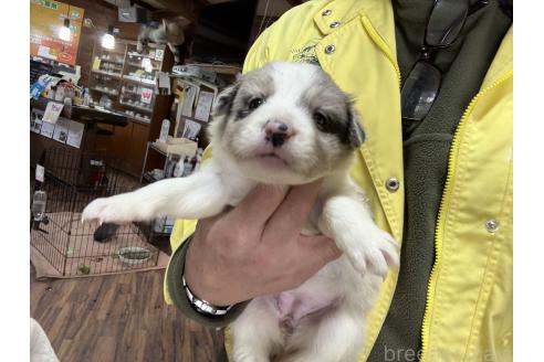 成約済の長野県のボーダーコリー-376108の9枚目