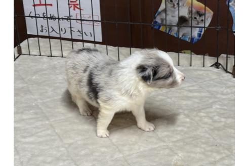 成約済の長野県のボーダーコリー-376108の3枚目