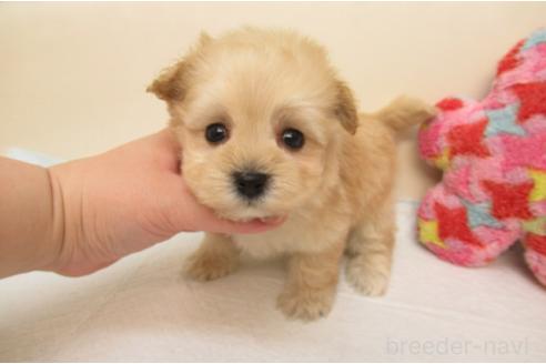 成約済の大阪府のマルプー:マルチーズ×トイプードル-378533