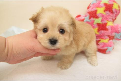 成約済の大阪府のマルプー:マルチーズ×トイプードル-378533の2枚目