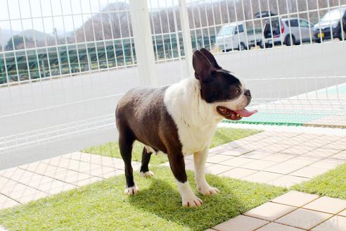 成約済の京都府のボストンテリア-378349の4枚目