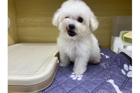 成約済の東京都のビションフリーゼ-373555の3枚目