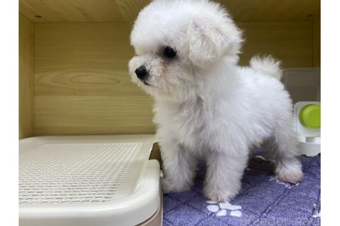成約済の東京都のビションフリーゼ-373555の2枚目