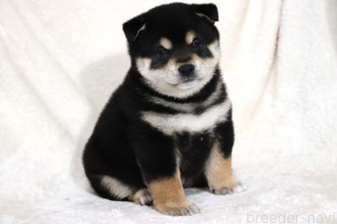 成約済の滋賀県の柴犬-376079の2枚目