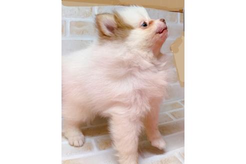 成約済の東京都のポメラニアン-378557の4枚目