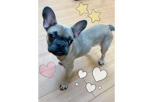 成約済の東京都のフレンチブルドッグ-344927の2枚目