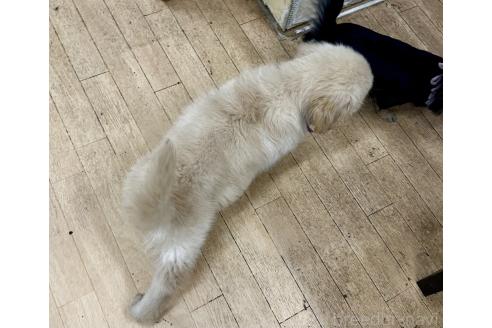 成約済の千葉県のゴールデンレトリーバー-371440の3枚目