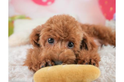 成約済の埼玉県のトイプードル-361312の6枚目
