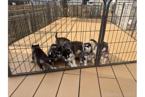 成約済の茨城県のシベリアンハスキー-378573の3枚目